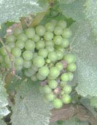 Chardonnay - botrytis Bdynamie